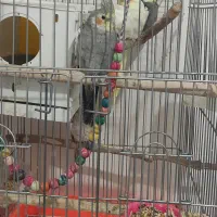 عروس هلندی|پرنده|گلبهار, شهر جدید گلبهار|دیوار