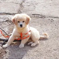 پامرین ماده