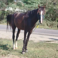 اسب نریان|اسب و تجهیزات اسبسواری|فومن, |دیوار