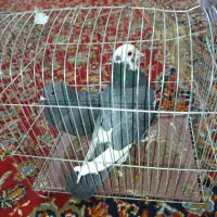 کفتر|پرنده|سراوان, |دیوار