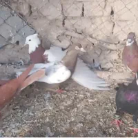 فروش کبوتر|پرنده|چناران, |دیوار
