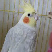 فروش عروس هلندی|پرنده|لاهیجان, رجایی|دیوار