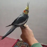 عروس هلندی دستی