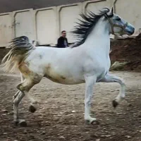 اسب کرد