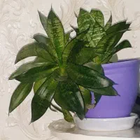 فروش|گل و گیاه طبیعی|ارومیه, |دیوار