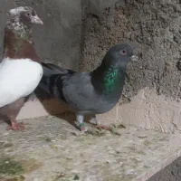 دوتا کبوتر|پرنده|عجب شیر, |دیوار