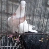 کبوتر طوقی نر|پرنده|گلبهار, شهر جدید گلبهار|دیوار