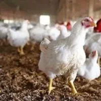 مرغ زنده همراه با پَرکردن