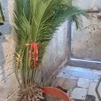 گل سیکاس