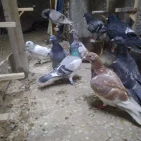 کبوتر المانی