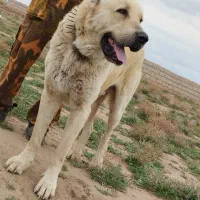 سگ گله 3ساله