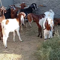 11نر بزغاله پاکستانی بزرگ نژاد شیرا دوقلو زا|حیوانات مزرعه|مشهد, هفده شهریور|دیوار