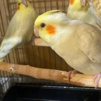 پرنده عروس هلندی