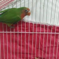 کوتوله نر|پرنده|بیرجند, |دیوار