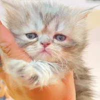 توله گربه پرشین و بیریتیش|گربه|اصفهان, نقش جهان|دیوار