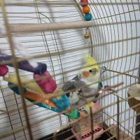 عروس هلندی نر یکساله|پرنده|روانسر, |دیوار