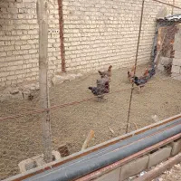 فروش مرغ محلی تخم گذار و خروس محلی|حیوانات مزرعه|شیراز, کیان آباد|دیوار