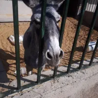 الاغ ( خرماده باکره)|حیوانات مزرعه|زرقان, |دیوار