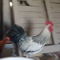 خروس معاوزه با مرغ
