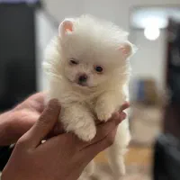 توله سگ|سگ|سلماس, |دیوار