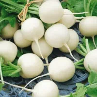 ترب ترد و آب یخ خورده