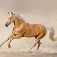 اسب|اسب و تجهیزات اسب‌سواری|کرج, فاز ۵ مهرشهر|دیوار