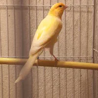 قناری نر مست بخون