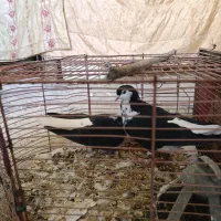 ساده افغانی کاکلی عتیقه|پرنده|مشهد, امیرآباد|دیوار