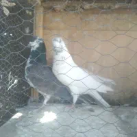 کفتر‌پرشی|پرنده|ری, عباس‌آباد|دیوار