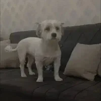 شیتزو رایگان