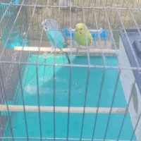 یجفت مرغ عشق|پرنده|اهواز, کوی رمضان|دیوار