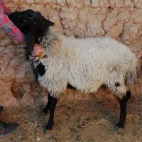 بره شال 18ماهه|حیوانات مزرعه|میبد, |دیوار