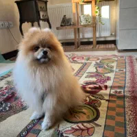 حیوان خانگی