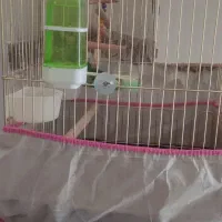 طوطی برزیلی|پرنده|قم, شاه ابراهیم|دیوار