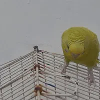 مرغ عشق ماده|پرنده|نهاوند, |دیوار