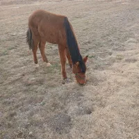 فقط پیام پاسخ گو هستم