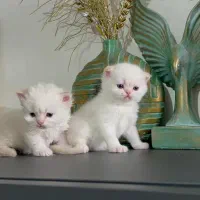 شورت هیر و لانگ هیر عروسکی