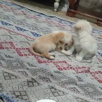 سگ پودل و ترییر|سگ|باغستان, |دیوار