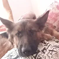 سگ ژرمن واگذاری