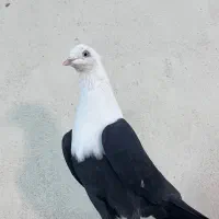 کفتر کله سفید ماده آس|پرنده|مشهد, هفده شهریور|دیوار