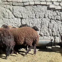 بره ماده همو و هترو