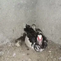 اوردک خارجی و مرغ