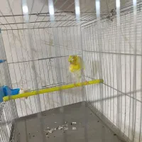 قناری نر یه سرفری ویژه یه سرجیبر|پرنده|ری, فیروزآبادی|دیوار