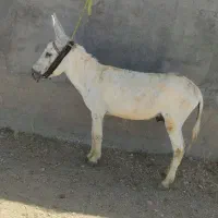 خر کور فروشی