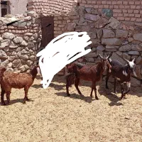 بزو بزغاله|حیوانات مزرعه|بیرجند, |دیوار