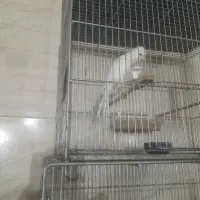 قناری رسمی بلند|پرنده|پاکدشت, پاکدشت (مامازند)|دیوار