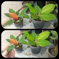 فلیدندرون. زاموفیلیا. فیکوس..