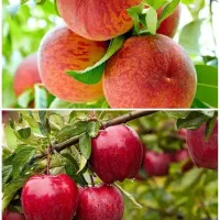 فروش انواع درخت هلو و سیب لیبل دار