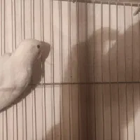 طوطی کوتوله برزیلی همراه باتخم