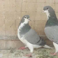 کبوتر